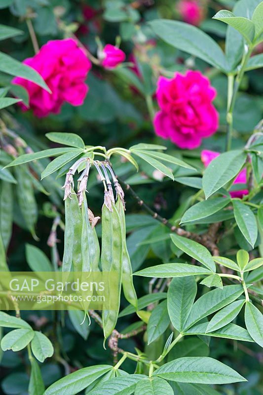 Gousses de Piptanthus et Rosa 'Cerise Bouquet' - Arbuste Rose