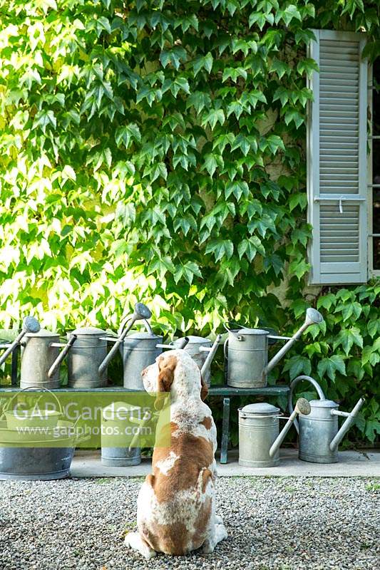 Vue de la façade de la maison recouverte d'ampelopsis veitchii tricuspidata avec un chien regardant une rangée d'arrosoirs galvanisés