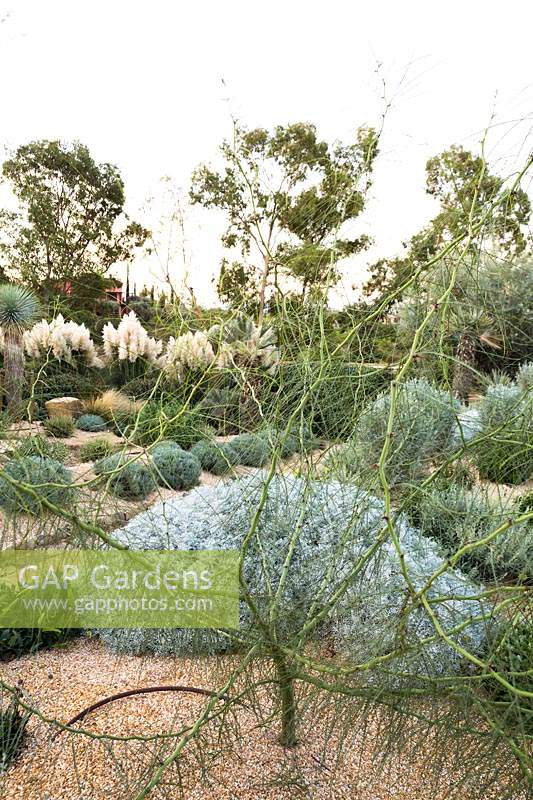 Vue à travers Parkinsonia aculeate - Mexican Palo Verde - à la plantation d'arbustes taillés à feuilles grises et de graminées ornementales