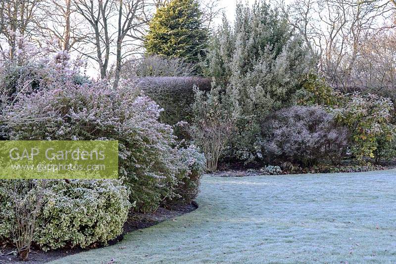 Parterres d'arbustes avec Euonymus fortunei, Cotinus coggygria - Smokebush et Spirea, soutenu par Carpinus betulus - haie charme en début de matinée gelée fin novembre.