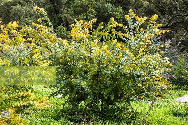 Acacia baileyana var. aurea - acacia - plante poussant dans le sol en pépinière