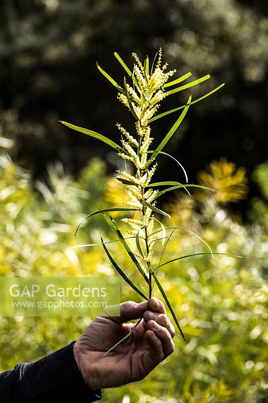 Main tenant une longue pousse d'Acacia floribunda - Gossamer Wattle ou White Sallow Wattle - pour montrer une forme de feuille inhabituelle et des fleurs plus pâles