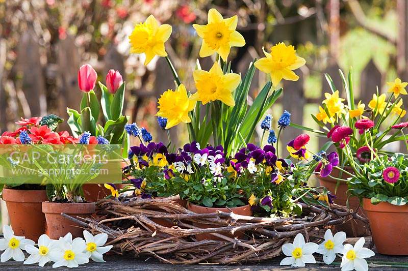 Pots d'annuelles en fleur dans une couronne tissée: Narcisse - Jonquille et Alto, avec pots de Bellis - Marguerite, Tulipa - Tulipe, Primula et Muscari - Jacinthe de raisin - à proximité