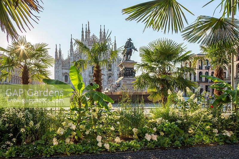 L'oasis de la piazza duomo: devant la célèbre cathédrale milanaise, deux longs parterres de fleurs composés de trachycarpus fortunei, musa ensete, hydrangea paniculata.