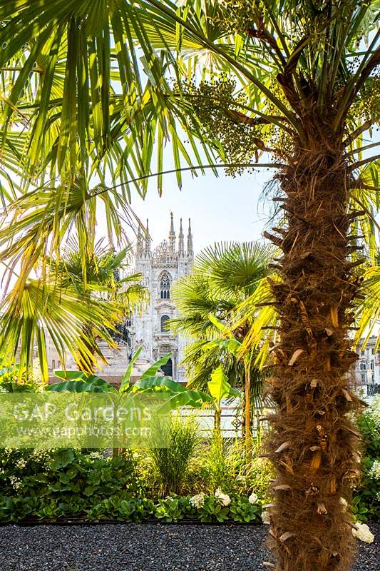 l'oasis de la piazza duomo: devant la célèbre cathédrale milanaise, deux parterres de fleurs longs composés de trachycarpus fortunei, musa ensete, hydrangea paniculata.