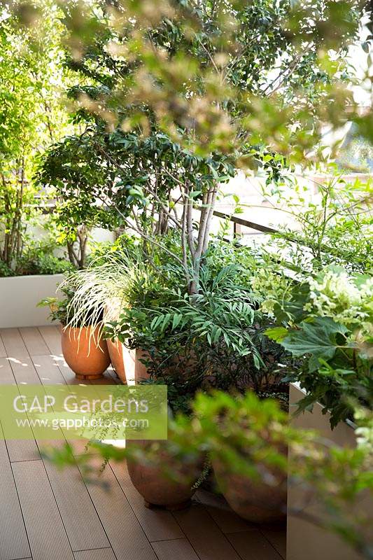 Un coin d'une terrasse sur le toit avec des pots de plantes d'ombrage de feuillage