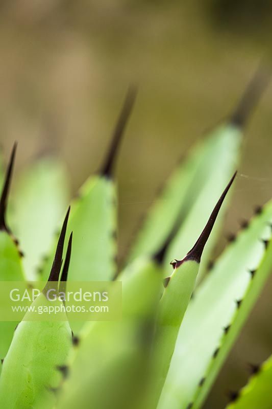Agave macroacantha viridis - Agave à grandes épines - détail d'épines noires aux pointes