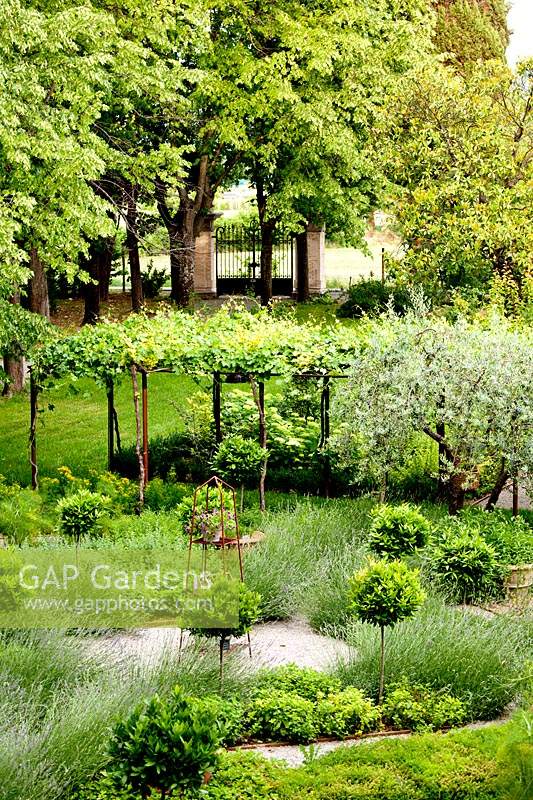 Vue sur jardin géométrique de parterres de topiaires à pergola recouverte de Vitis - Vigne, au-delà des arbres et entrée