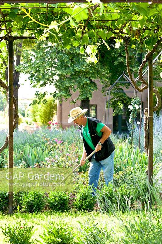 Vue sous pergola supportant une Vitis - Vigne à un jardinier désherbant dans des parterres de fleurs