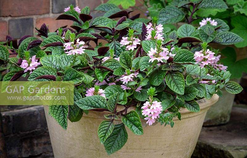 Plantation en pot d'ombre de Scaevola 'Topaz Pink' avec Plectranthus ciliatus