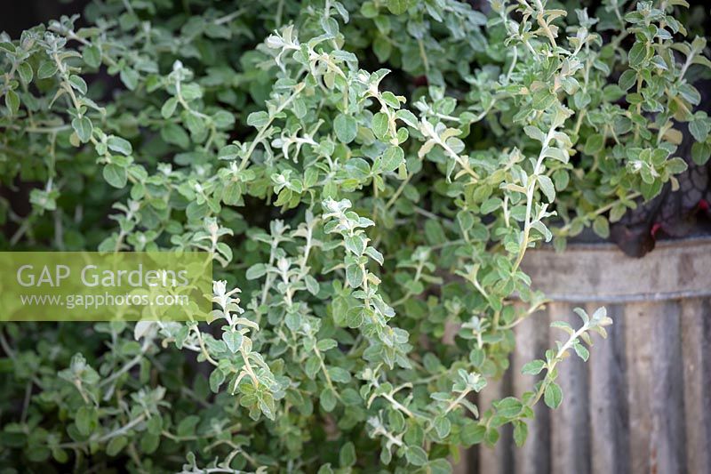 Helichrysum microphyllum syn. Plecostachys serpyllifolia - Usine de curry nain
