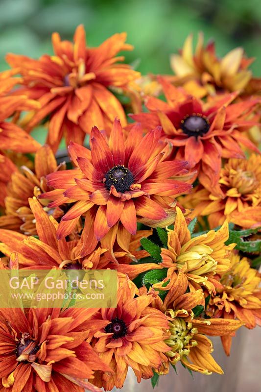 Cueilli Rudbeckia hirta 'Cherokee Sunset' - Coneflower, Black-eyed Susan - fleurs coupées dans un seau