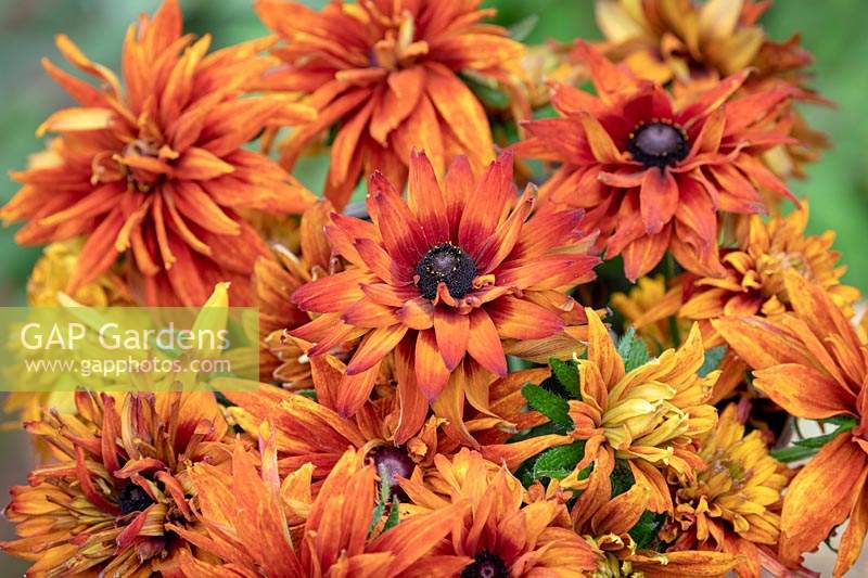 Cueilli Rudbeckia hirta 'Cherokee Sunset' - Coneflower, Black-eyed Susan - fleurs coupées
