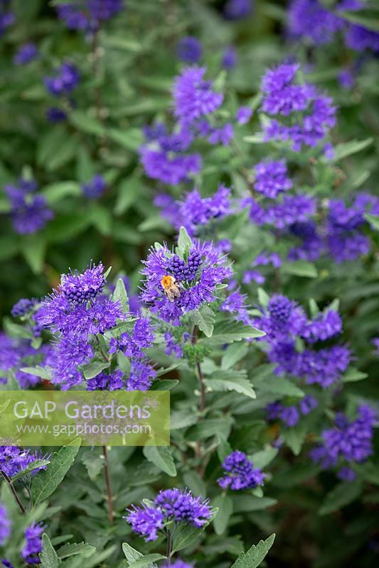 Abeille sur Caryopteris x clandonensis 'First Choice' - Barbe bleue