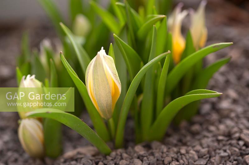 Tulipa 'Tarda' - Espèce Tulip
