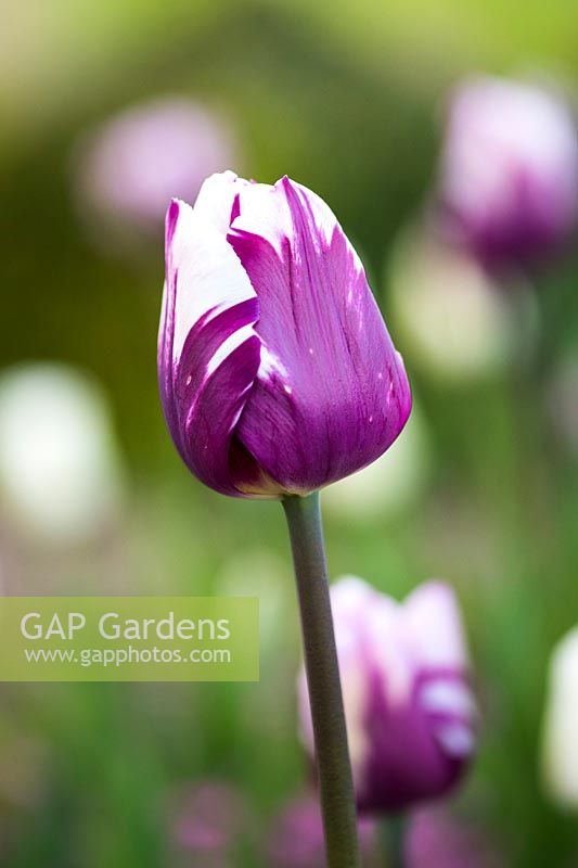 Tulipa 'Rems Favorite'