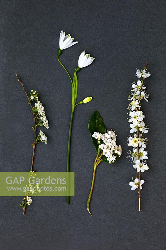 Fleurs de printemps blanches - Leucojum aestivum - Prunellier - Viburnum tinus - Spiraea x arguta 'Couronne de mariée'