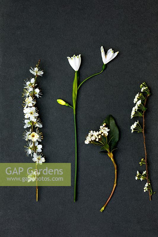 Affichage de fleurs de printemps blanches sur fond sombre - Leucojum aestivum - Prunellier - Viburnum tinus - Spiraea x arguta 'Couronne de mariée'