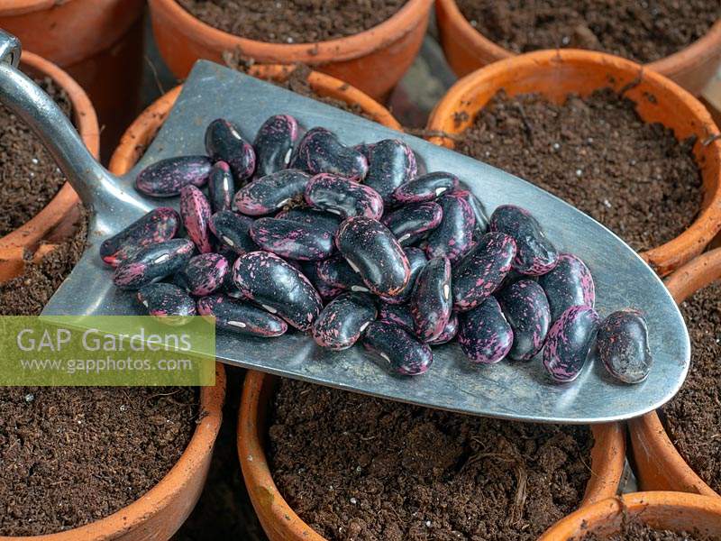 Phaseolus coccineus 'Lady Di' - Runner Bean - graines sur une truelle avec des pots de compost, prêt pour l'ensemencement