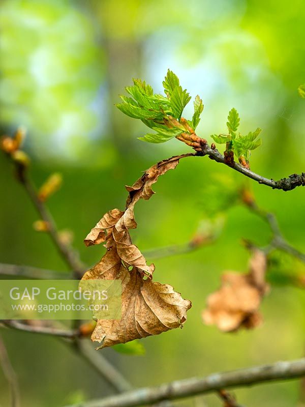 Quercus robur - Oadk - rameau avec la feuille de l'année dernière et de nouveaux bourgeons verts éclatant
