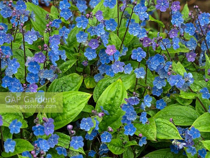 Omphalodes cappadocica 'Cherry Ingram'