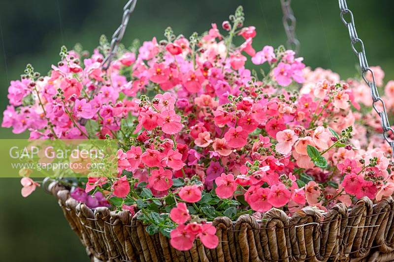 Diascia 'Diamonte Mixture' dans un panier suspendu