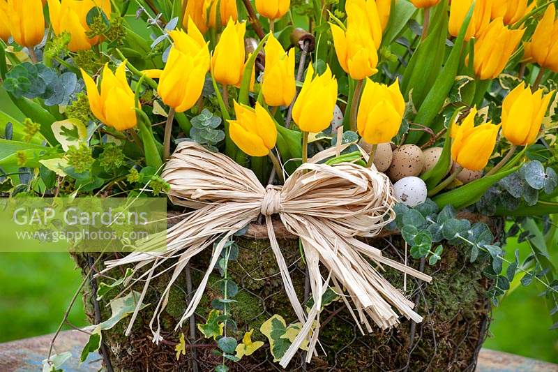Panier de tulipes jaunes, saule discolore et lierre avec raphia et oeufs
