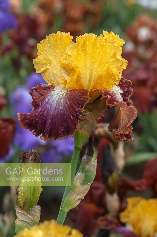 Iris barbu grand 'Choix de Darcy'