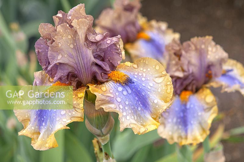 Iris barbu 'Karibik'