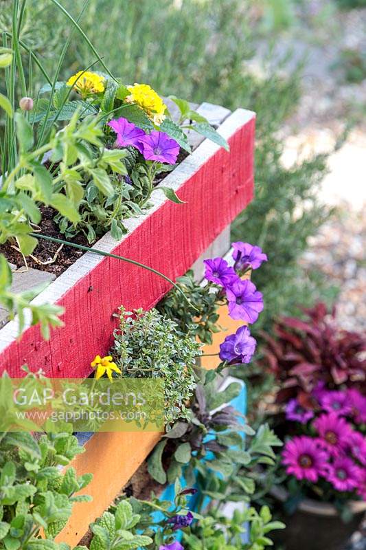 Gros plan de détail de planteur de palette arc-en-ciel. La plantation comprend: Thymus 'Silver Queen' - Thym - et Petunia 'Shockwave Denim'