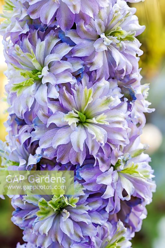 Delphinium 'Highlander Moonlight'