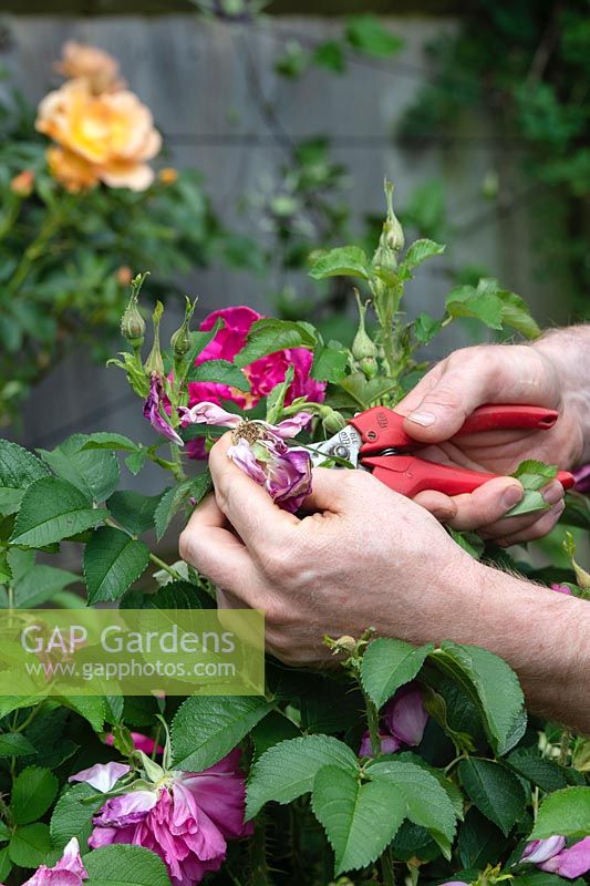 Gardener deadheading Rosa - Rose