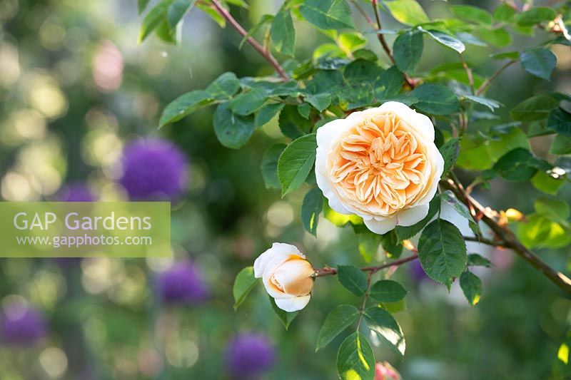Rosa 'Crown Princess Margareta' - Rose arbuste anglais