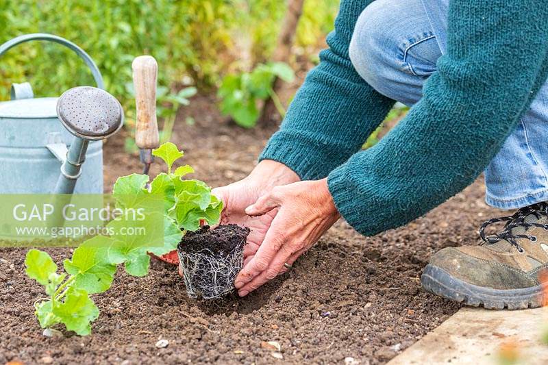 Planter soigneusement une plante de melon cultivée en pot dans le sol