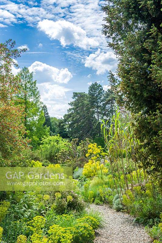 Vue sur jardin sec avec Euphorbias et autres plantes de chaque côté d'un chemin avec des gravillons