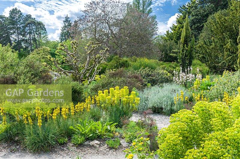 Vue sur jardin sec avec des euphorbes, Asphodeline lutea, Helichrysum italicum et chemin avec des gravillons