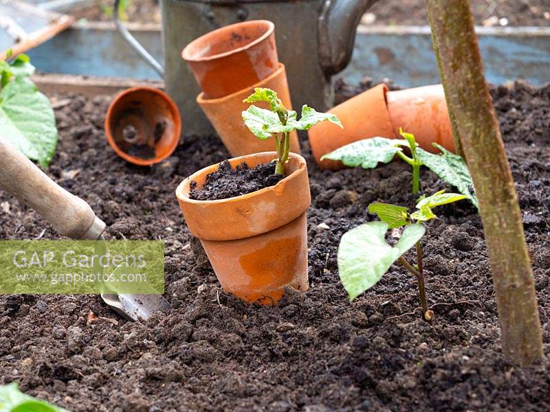 Phaseolus coccineus - Haricot, Phaseolus vulgaris - Haricot grimpant - 'Blauhilde', plantes en pot prêtes à être plantées dans le sol à côté des supports de plantes