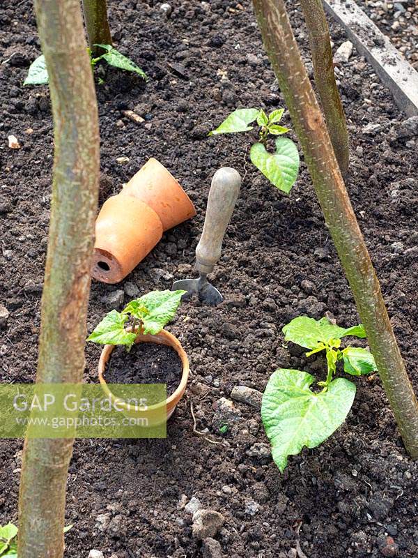 Phaseolus coccineus - Runner Bean - et Phaseolus vulgaris - Haricot grimpant 'Blauhilde', plantes en pot plantées en pleine terre par des supports végétaux