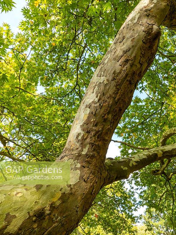 Platanus x acerifolia - London Plane - regardant le tronc à la canopée des feuilles