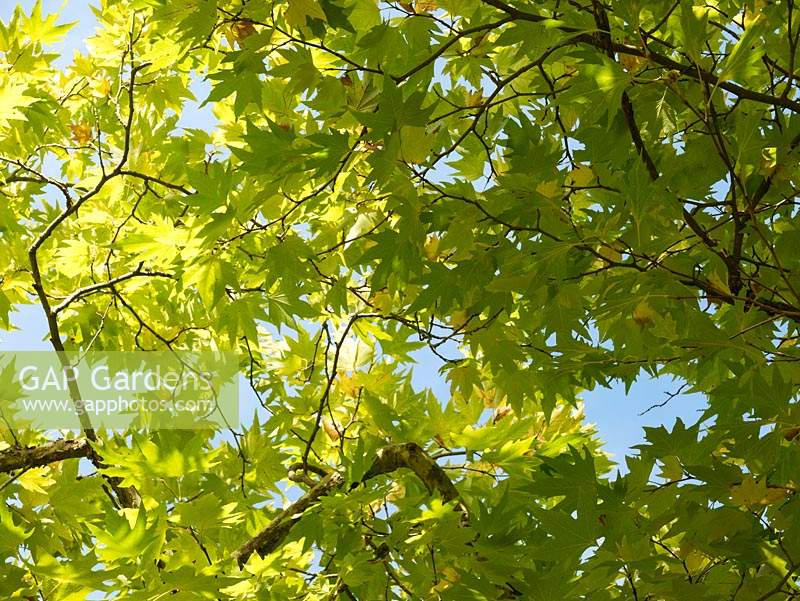 Platanus x acerifolia - London Plane - feuilles contre le ciel