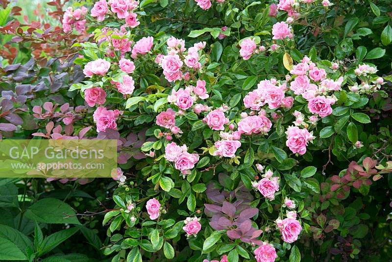Rosa chinensis 'Old Blush Climbing' syn R x odorata 'Old Blush'