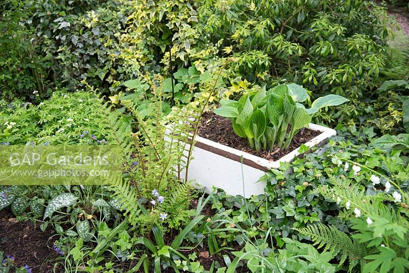 Un évier blanc recyclé planté d'Hosta entouré d'autres plantes à feuillage qui aiment l'ombre
