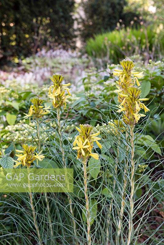 Asphodeline lutea