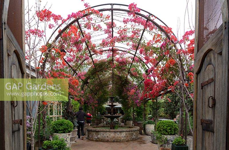 Floraison des vignes de Bougainvillea glabra, poussant sous un tissu d'ombrage blanc sur un treillis métallique incurvé sur une grande fontaine à plusieurs niveaux de style victorien