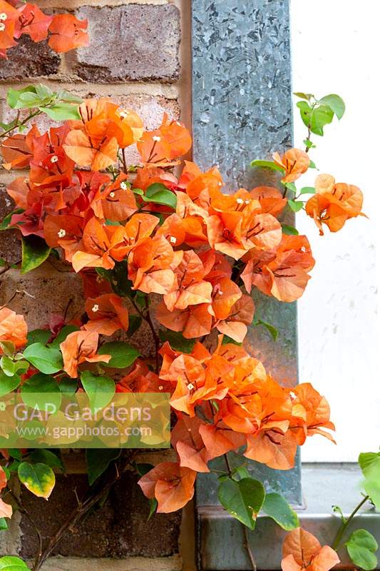 Détail d'un Bougainvillea glabra, 'Orange Glory', vigne avec bractées orange voyantes poussant à côté d'un mur de briques