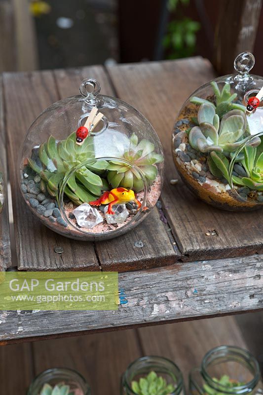 Deux jardinières en verre globe affichées sur un banc en bois planté de plantes succulentes, une grenouille en plastique et des cristaux