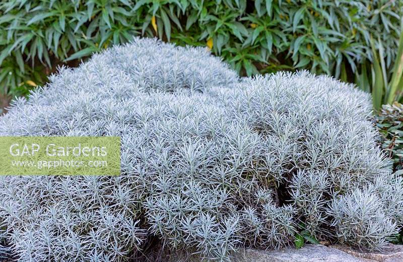 Helichrysum italicum - Curry Plant - coupé en monticules ronds