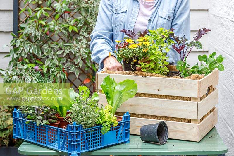 Femme plantant Bidens 'Biddy Bop' parmi les herbes et les légumes pour attirer les insectes dans le planteur