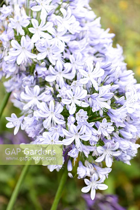 Agapanthus 'Summer Days' - Lily africaine 'Summer Days'