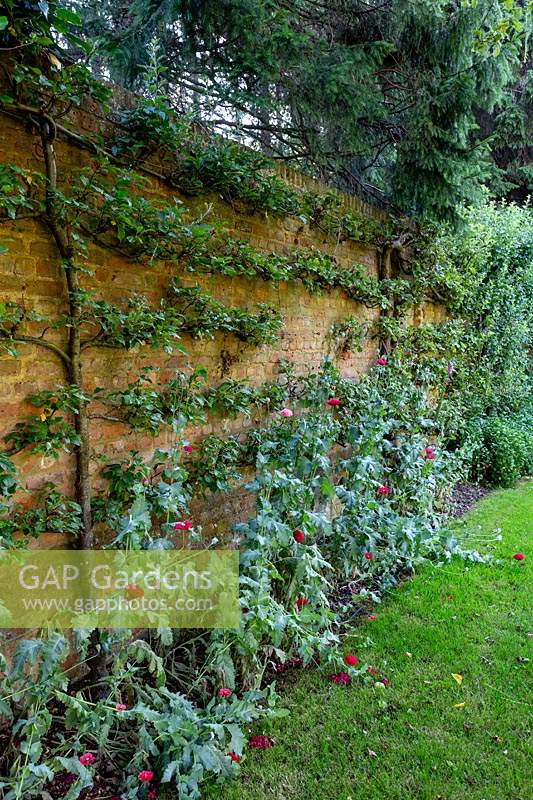 Pommes Espalier dans un jardin clos, avec des coquelicots auto-ensemencés.